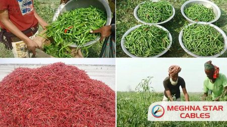 সিরাজগঞ্জে যমুনা নদীর চরাঞ্চলে মরিচের বাম্পার ফলন
