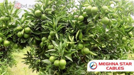 বরিশালে চাষ হচ্ছে বিদেশি ফল মাল্টা