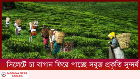 সিলেটে চা বাগান গুলোতে বৃষ্টি ছোঁয়া পেতেই ফিরে পাচ্ছে সবুজ প্রকৃতি সুন্দর্য