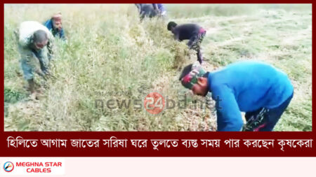 হিলিতে আগাম জাতের সরিষা ঘরে তুলতে ব্যস্ত সময় পার করছেন কৃষকেরা