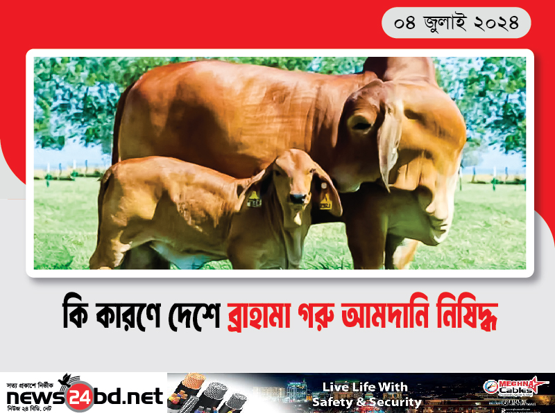কি কারণে দেশে ব্রাহামা গরু আমদানি নিষিদ্ধ