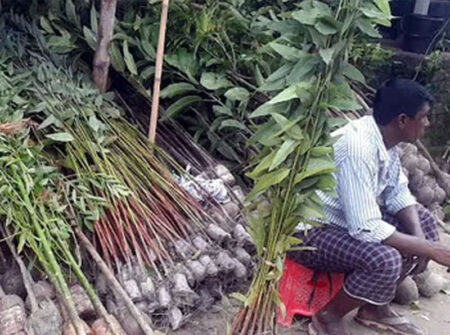 খোলা বাজারে দেদারছে বিক্রি হচ্ছে নিষিদ্ধ ইউক্যালিপটাস গাছের চারা