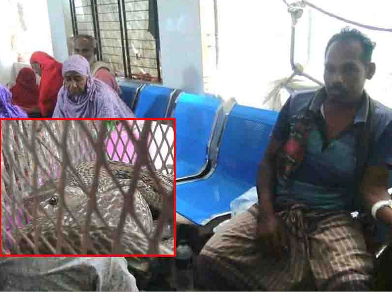 সাপে কাটা রোগীর হাতে সাপঃ সাপ নিজেই যখন ‘অপরাধী’