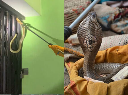 বসত বাড়ি থেকে বিষধর ‘পদ্মগোখরা’ সাপ উদ্ধার