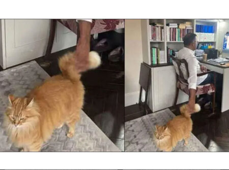 বিড়ালটি আমার মেয়ের বিড়াল: তারেক রহমান
