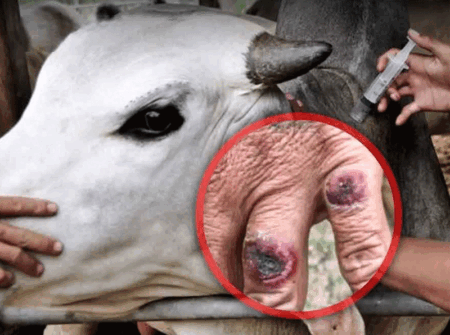 রংপুরে অ্যানথ্রাক্স থামছেই না, টিকার বাইরে ৮৩% গবাদিপশু