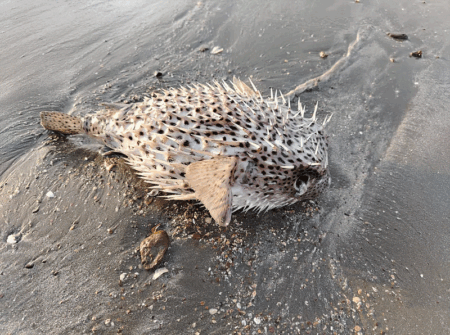 সেন্ট মার্টিনে বিরল কাঁটাযুক্ত মাছের দেখা, জীববৈচিত্র্য ফিরছে