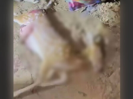 সড়ক দুর্ঘটনায় দুই শাবকসহ মা হরিণের মৃত্যু