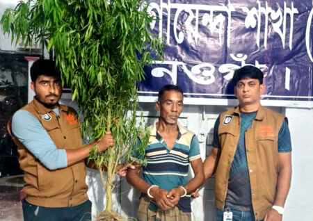 নওগাঁয় মাদকবিরোধী অভিযানে গাঁজার গাছসহ এক ব্যক্তি গ্রেফতার