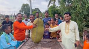 সোনারগাঁওয়ে এক কাঁঠাল দুই মণ ওজন, ১০ হাজার টাকায় বিক্রি