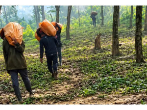গারো পাহাড়ে মাদক কারবারিদের ‘নিষিদ্ধ এলাকা’, সাংবাদিক ঢুকলেই হত্যার হুমকি